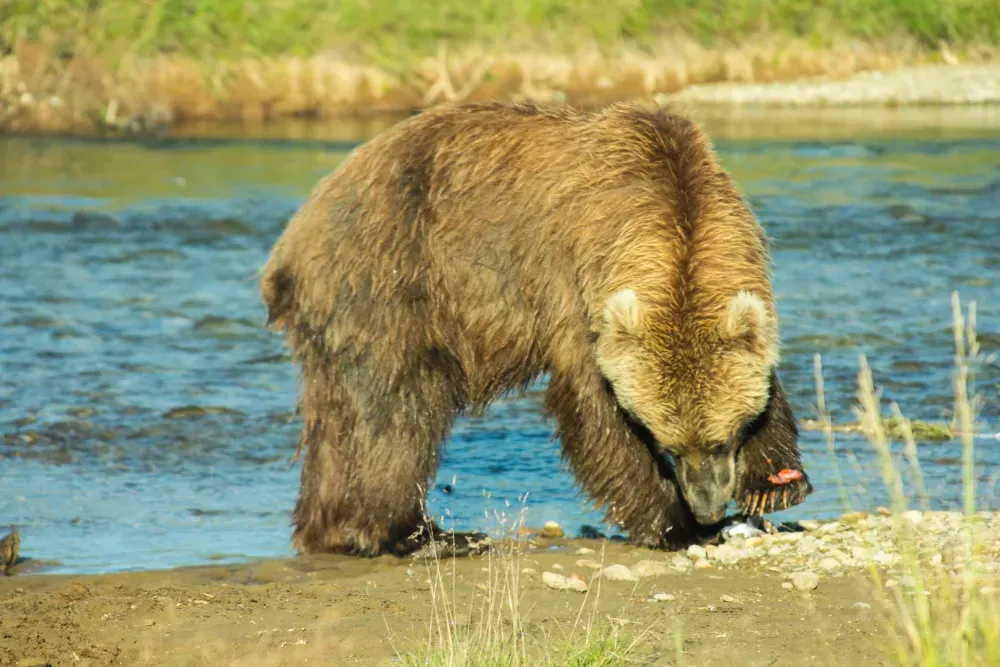 Brown bear on the Kenai Peninsula Alaska
