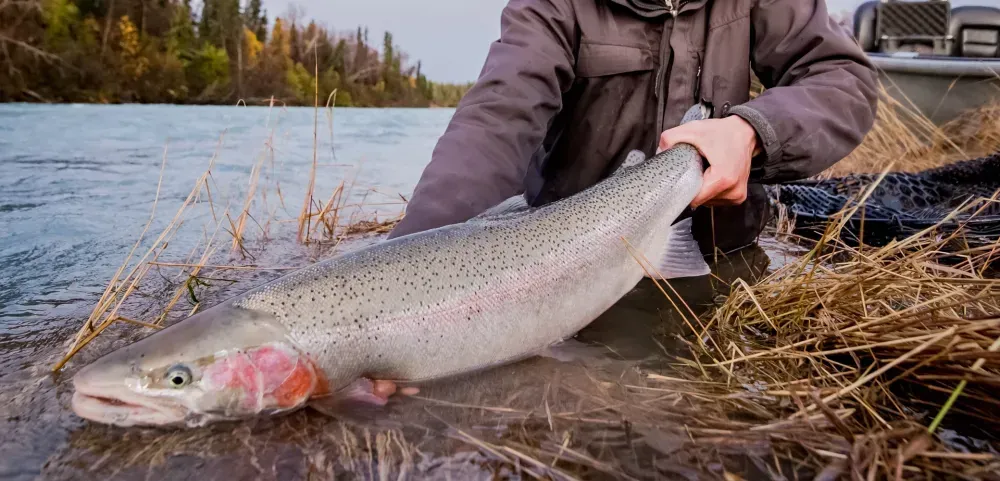 Alaska fishing on the Kenai Peninsula — scene 4