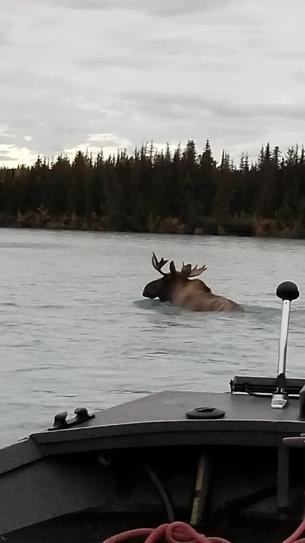 Moose on the Kenai River Alaska